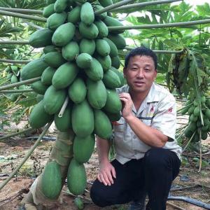 海南省乐东县种植的木瓜